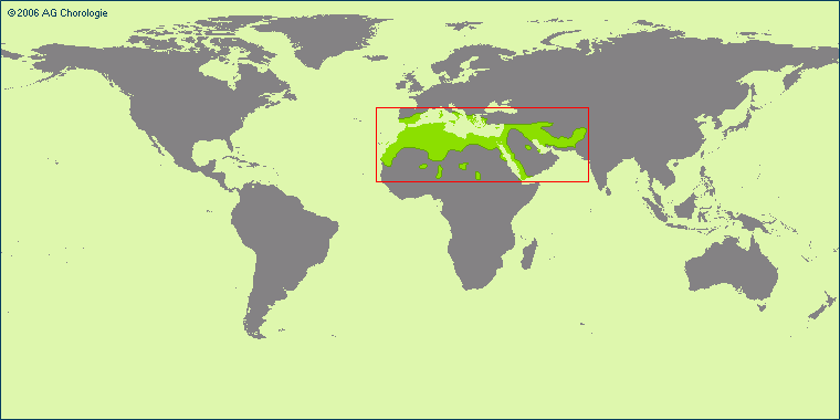 Atractylis