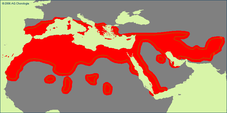 Atractylis