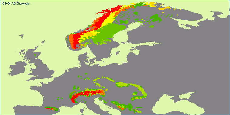 Cicerbita alpina