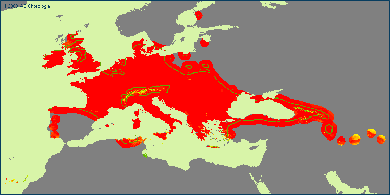 Filago vulgaris
