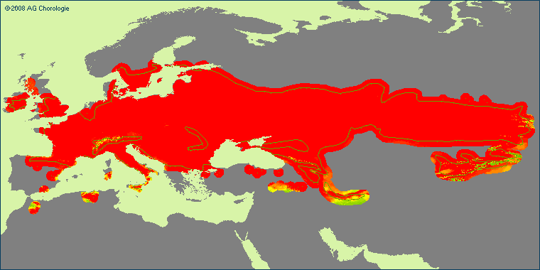 Rhamnus cartharica