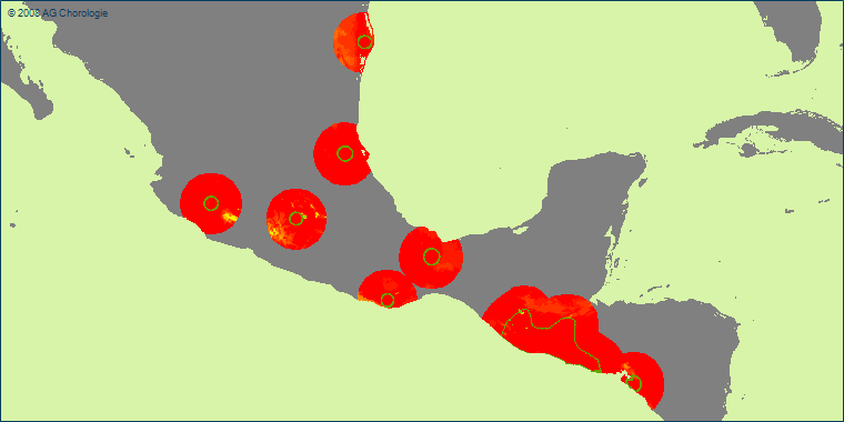 Sabal mexicana