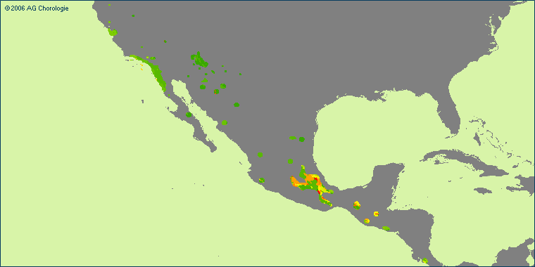 Sambucus mexicana