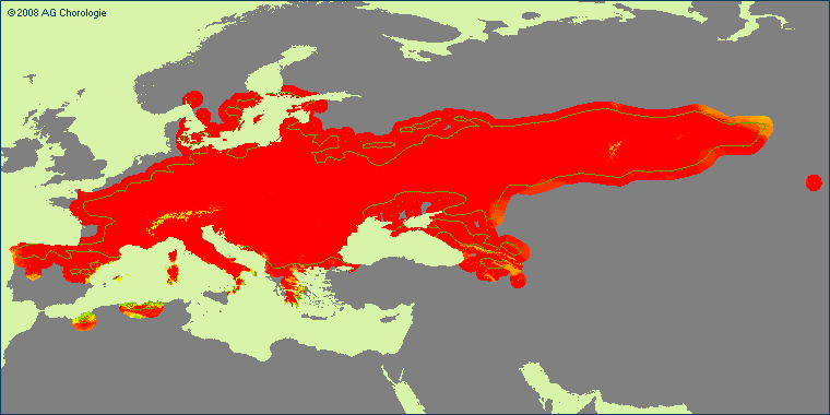 Vincetoxicum hirundarium