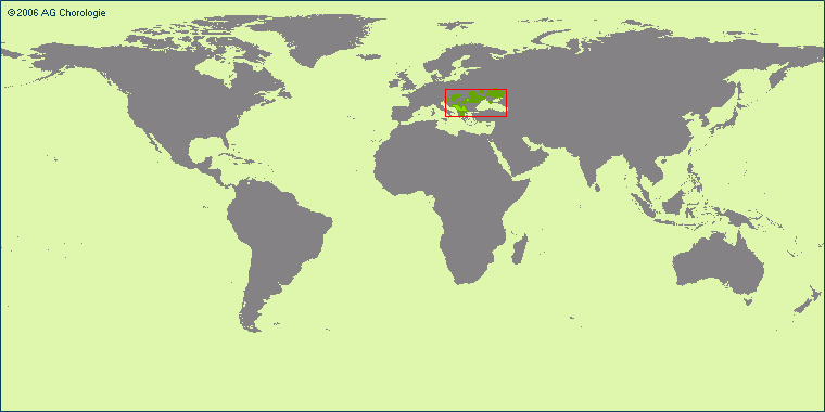 Asyneuma canescens