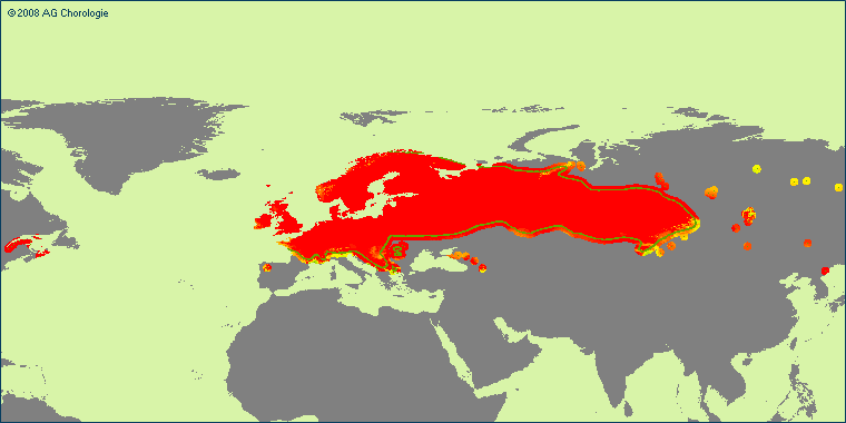 Pedicularis palustris